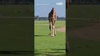 Giraffe intrigued by tiny fawn