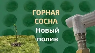 Сеянцы клубники пустили корень и быстро растут! Переделки стеллажа. Горная сосна растет