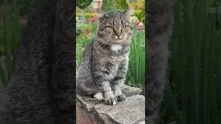 ✨Котокрасавчик✨ Handsome among cats✨ Barsik #music #love #catvideos