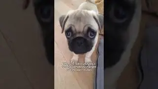 Do you still recognize Loulou as a PUPPY? 🙈🤍 #pug #dog #puppy