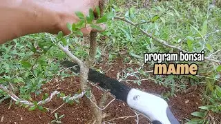 Progran bonsai saeng simbur mame di lahan ground