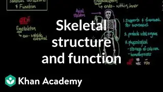 Skeletal structure and function | Muscular-skeletal system physiology | NCLEX-RN | Khan Academy