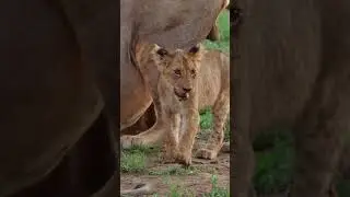 The rhythm of wildlife 🎶🐘 #africanwildlife #wildlife #lions #leopard #animals