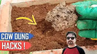 5 COW-DUNG TRICKS AND GARDENING IDEAS | THE BEST FERTILIZER