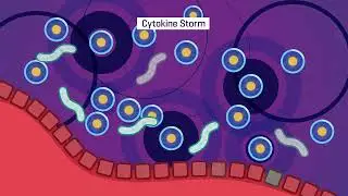 Animation Portfolio - Sepsis Cycle Animation Explainer