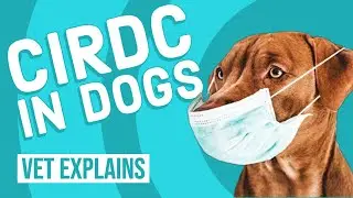 Canine Infectious Respiratory Disease Complex (CIRDC)