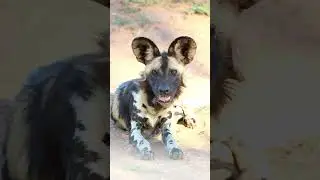 Meet the African Wild Dog 🐾 