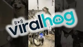 Shedding Husky Fills Room with Hair || ViralHog