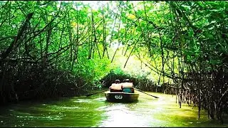 Mangrove forest in Pondicherry - Boat riding - Must thing Experience