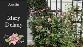 🌹 My personal review of Mary Delany / Climbing Pink David Austin Rose/ AUSorts/ Gardening in zone 8a