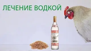 ЛЕЧЕНИЕ КУР ВОДКОЙ (часть 14) \ Реальный опыт лечения и профилактики куриных заболеваний