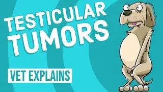 Testicular Tumors in Dogs