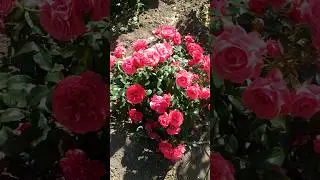 Роза 🌹 флорибунда Чери Гёрл