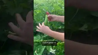 Tip: For edible gourds pick when they are young, for sponges let them fully mature 