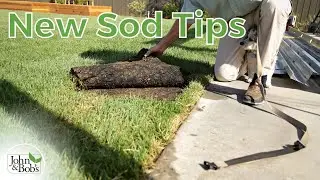 New SOD Care (Instant Lawn is Better than Seed!)