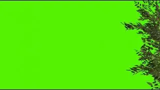 tree green screen//green screen tree fall// 1080p hd