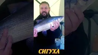 СИГ на удочку #рыбалка