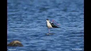 И снова о птичках – ходулочник и шилоклювка 🦆🦆