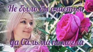 Vlog-159 Кто о чем, а я о плетистых розах. Роза Сальма эсс Сэт. Маленькая Большая радость 😄