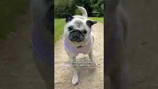 The CUTEST floppy ears 🥹💜 #pug #dog #shorts