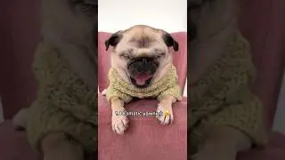 The different NOISES my ✨PUG✨ makes 