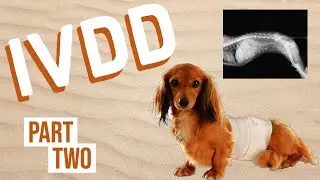 IVDD in Dogs (Intervertebral Disk Disease) | Part Two