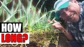 How Long Does Garlic Take To Grow?