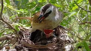 Yellow-vented bulbul Birds Protect the baby in the nest (10) 