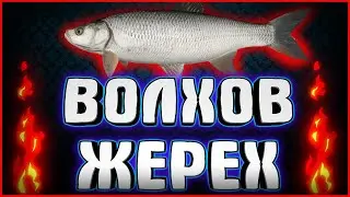 ФАРМ ЖЕРЕХА НА ВОЛХОВЕ ► РУССКАЯ РЫБАЛКА 4