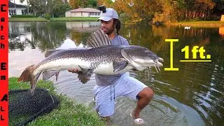 FINALLY CATCHING the GIANT DUCK KILLING CATFISH in Backyard!