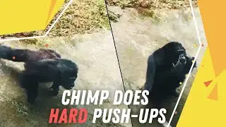 Chimpanzee Doing Push Ups better than Human