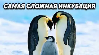 Самая сложная инкубация у птиц в живой природе.