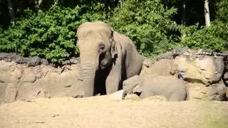 Dublin Zoo - Elephant