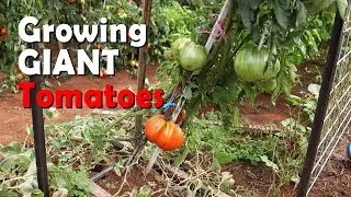 Growing the biggest Tomatoes - Vasili's Classics