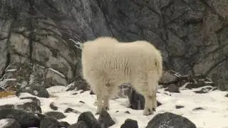 Top 10 Iconic Canadian Animals - Rocky Mountain Goat