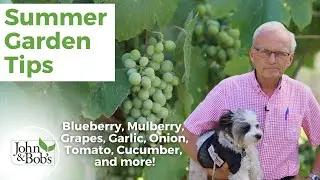 Summer Garden Plants | Blueberries, Mulberries, Grapes, Garlic, and Onions