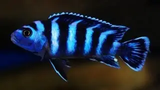 How To Look After Demasoni - Pseudotropheus Demasoni - Dwarf Mbuna