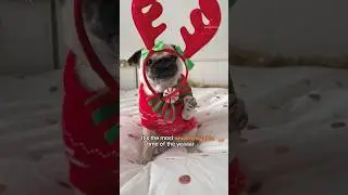 All the extra food & treats make up for it though 🤭🎄 #pug #dog #shorts (audio by lorenapages)