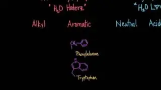 Classification of Amino Acids