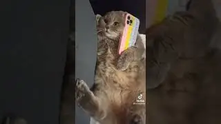 АЛЕ НАЧАЛЬНИК ))) ☀ Лучшие приколы Tik-Tok ☀ 