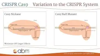 CRISPR Cas9 - A Brief Introduction