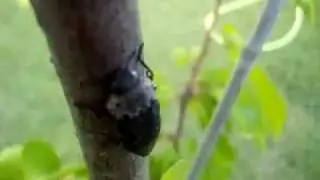 Capnodis tenebrionis (Metallic Wood Boring Beetle)