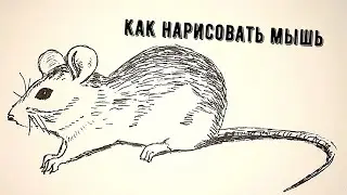 Как нарисовать мышь (мышку)