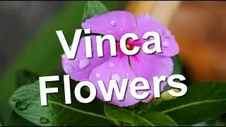 Vinca flowers