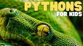 Pythons for Kids | Learn all about these giant serpents!