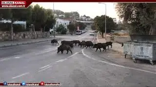 Bodrumda domuz sürüsü yine kent merkezine indi