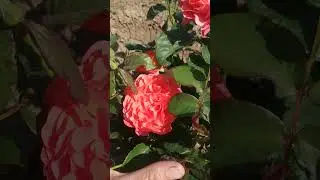 Роза 🌹 флорибунда Леди оф Белград