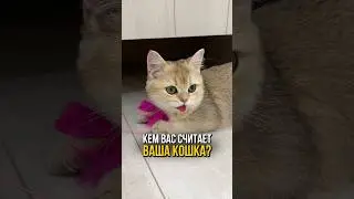 Кем вас считает ваша кошка? 🐱