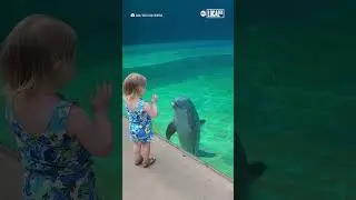 Dolphin befriends little girl