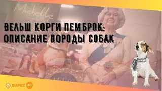 Вельш корги пемброк: описание породы собак